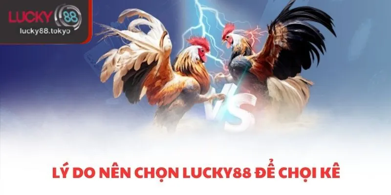 Lý do nên chọn LUCKY88 để chọi kê